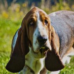 Big Basset