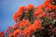 Kiwi Christmas revisited