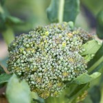 Broccolli Broccolli