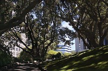 A green haven in the city