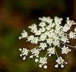 DSC_7234 150 DSC_7234 150