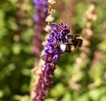 DSC_7419 150 DSC_7419 150