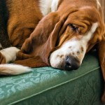 Basset at rest Basset at rest
