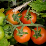 Tomatoes at last Tomatoes at last
