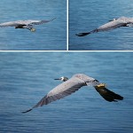Bird in flight Bird in flight