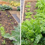 Broad beans and leaves