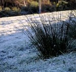 DSC_2118 150