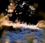 DSC_2164 150