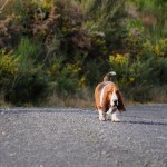 Slow basset Slow basset