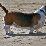 Shy basset Shy basset