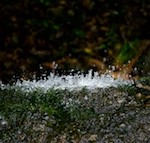 DSC_2349 150 DSC_2349 150