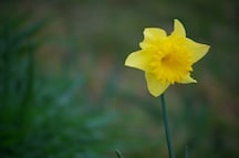 Shouting out for Spring