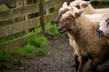 Running ewes – finding the story