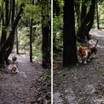 bassets1