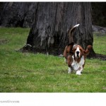Basset ears Basset ears