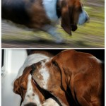 Basset love Basset love