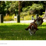 Basset rush Basset rush