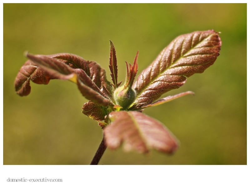 Medlar