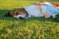 February 2012: Laid back basset (Fortnum) February 2012: Laid back basset (Fortnum)