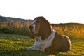February 2102: Backlit basset February 2102: Backlit basset