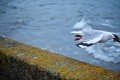 800 DSC_6155 800 DSC_6155