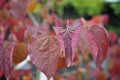 800 DSC_66501