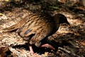 Weka