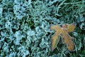 Winter DSC_7355