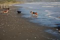 Bassets and Inca 004