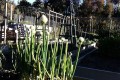 Garden 025