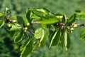 Cherries 036