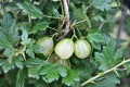 Gooseberry 039