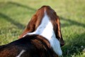 Bassets 117