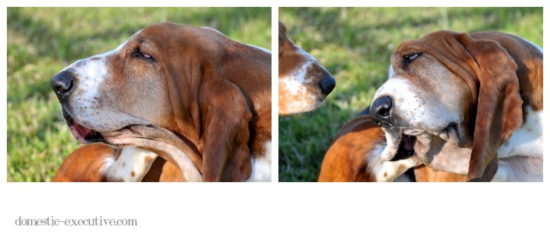 Bassets  118