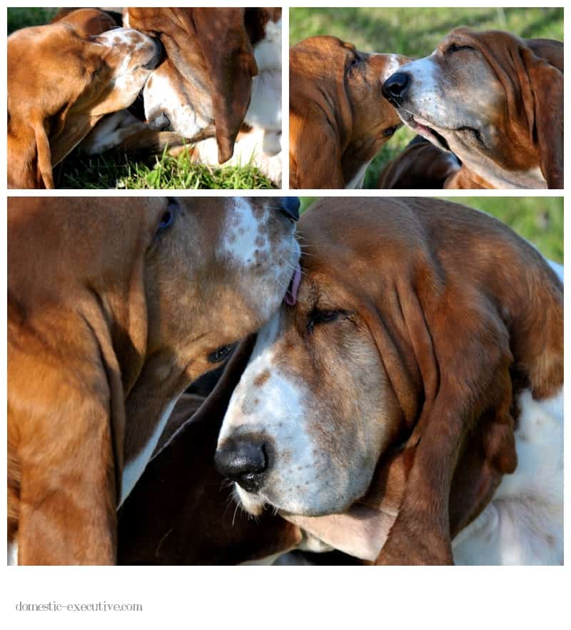 Bassets  120