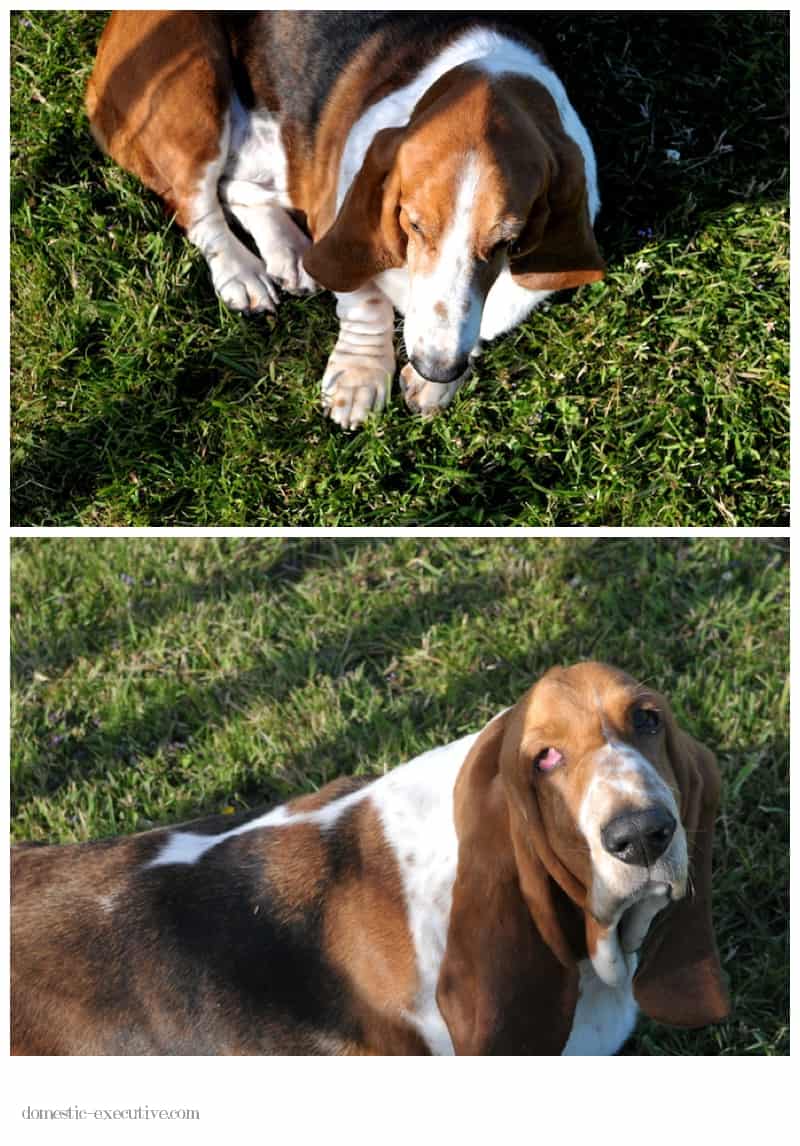 Bassets  125