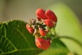 Beans 134