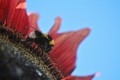 Bee at work 128