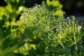 Fennel 135