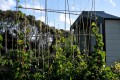 Kitchen Garden 100
