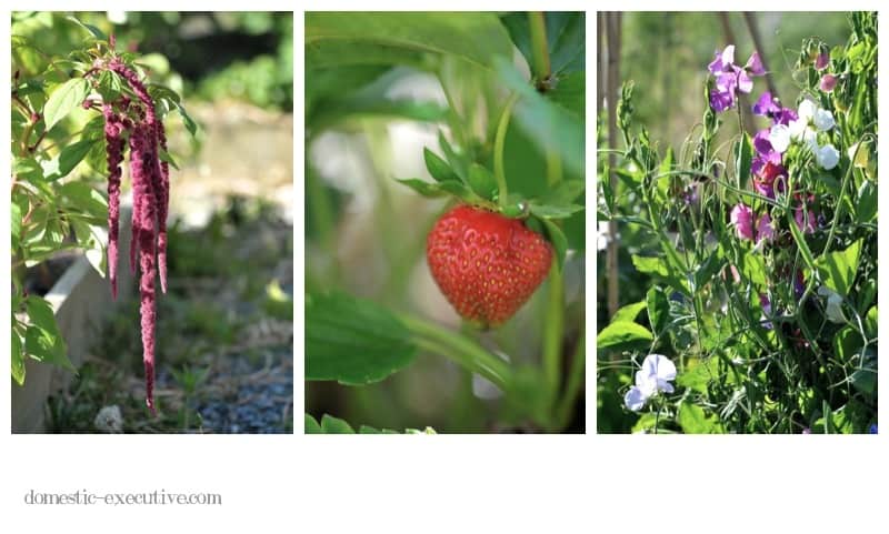 Kitchen Garden 107