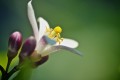 Lemon  071