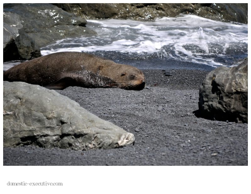 Cape Palliser Seals 136