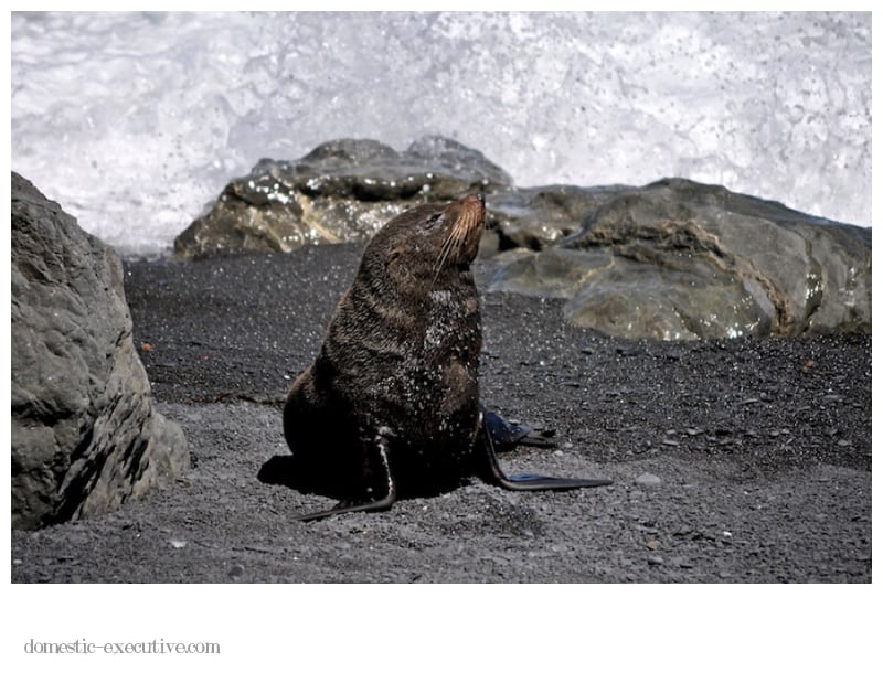 Cape Palliser Seals 137