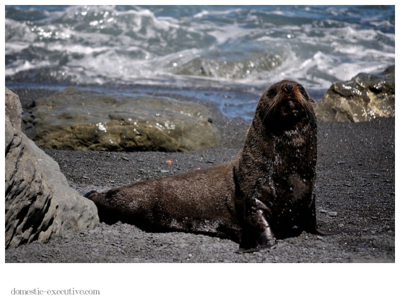 Cape Palliser Seals 138