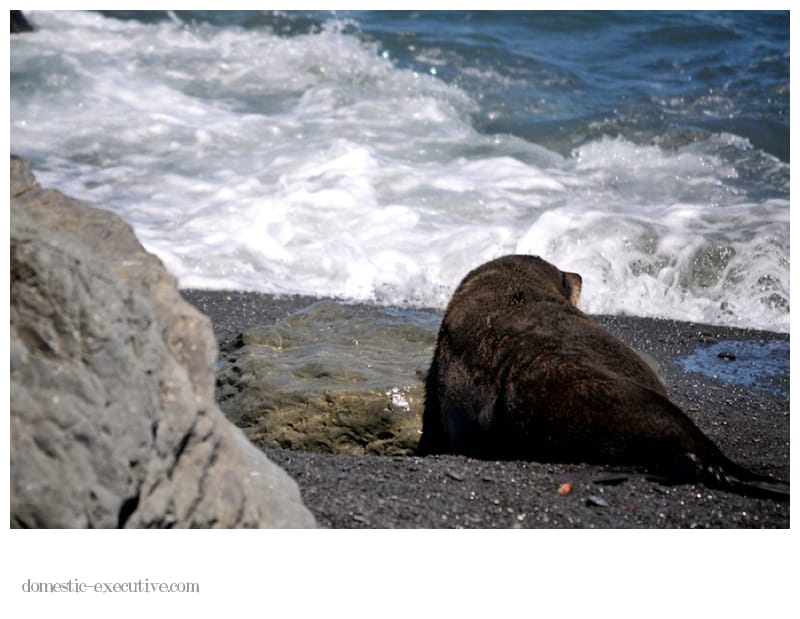 Cape Palliser Seals 139