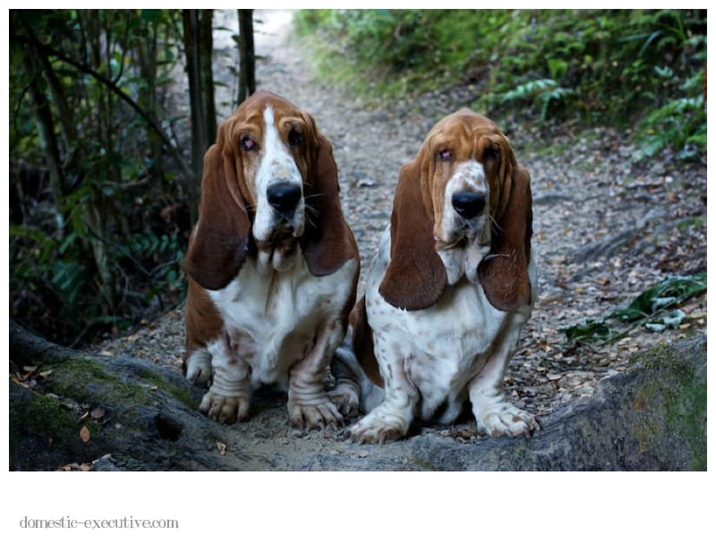 Bassets 033