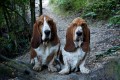 Bassets 033