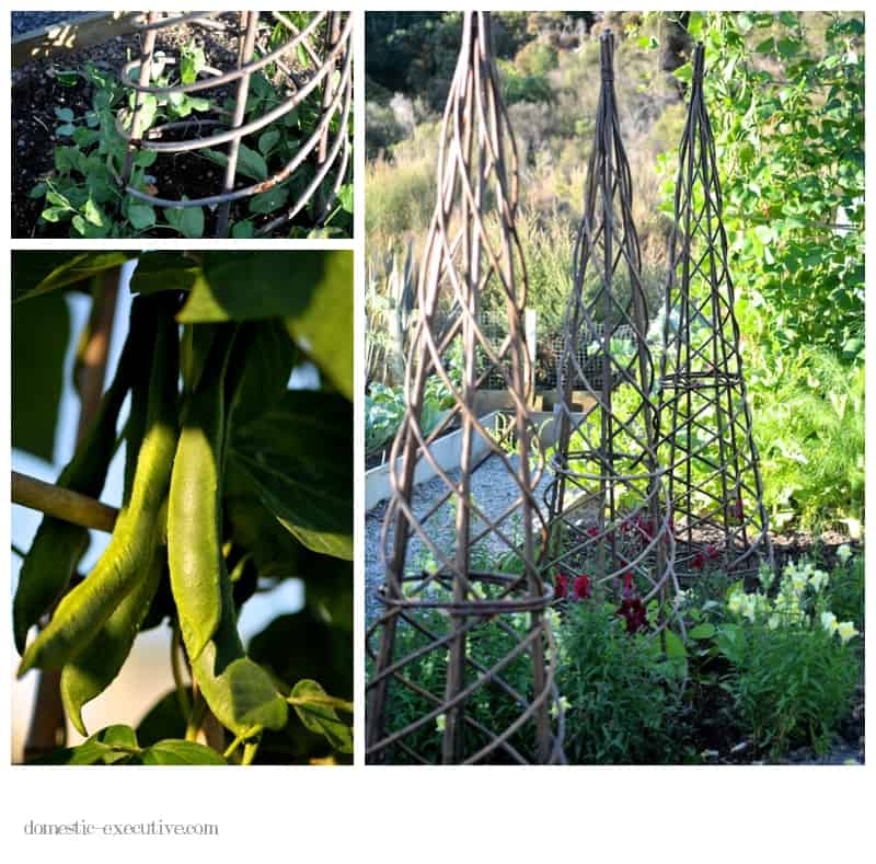 Kitchen garden 011