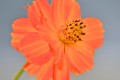 Marigold 022